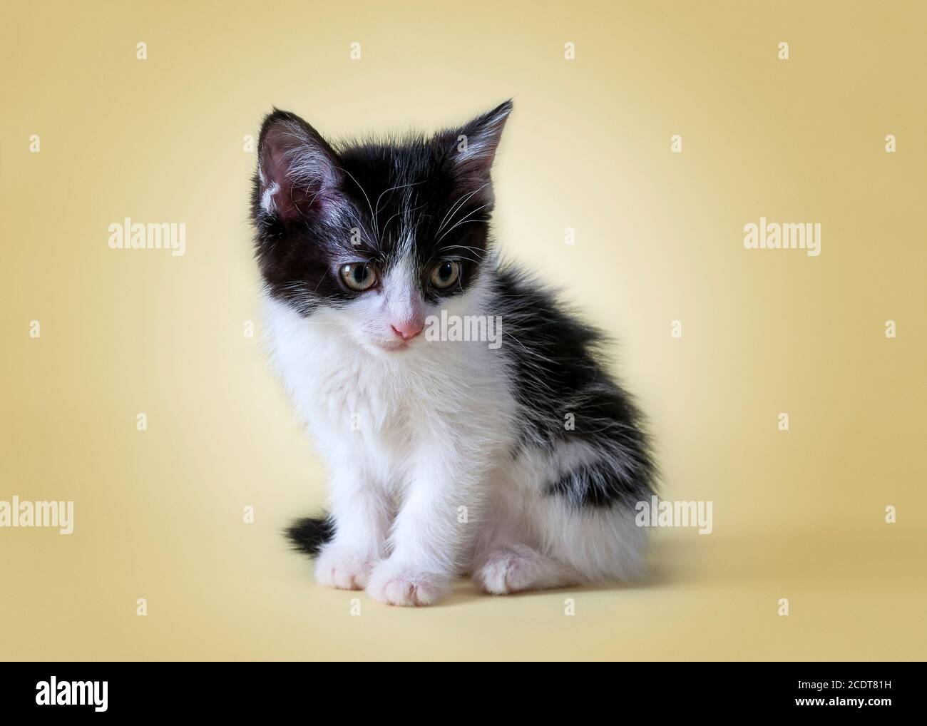 Gros Plan D Un Chaton Un Bel Animal Tourne Sur Fond Jaune Bebe Mignon Chaton Noir Et Blanc Adorable Chaton Aux Yeux Ambres Photo Stock Alamy