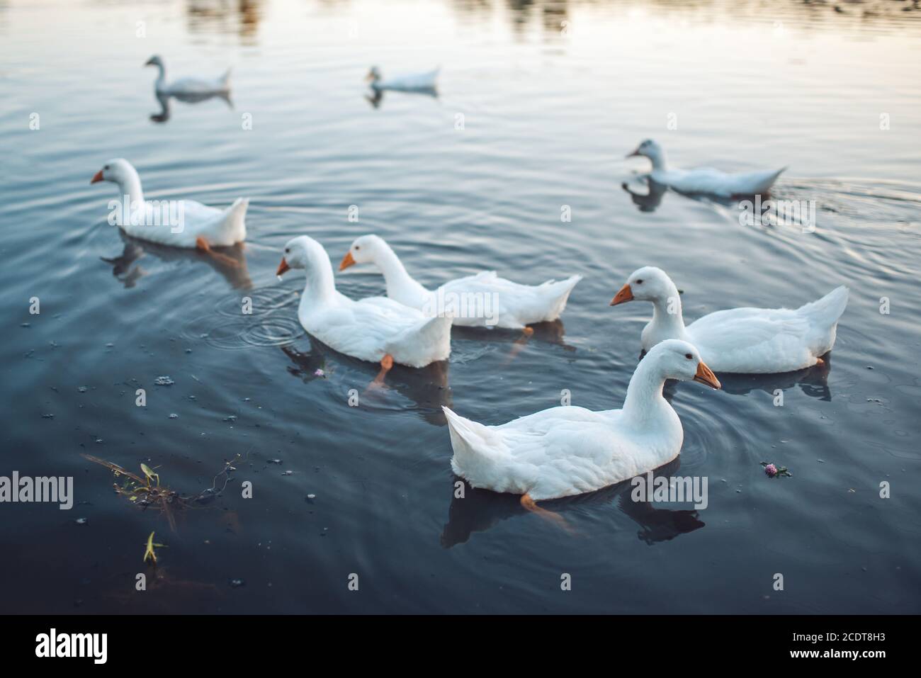 Un troupeau d'Oies domestiques blanches nageant dans le lac en soirée. Les oies grises domestiquées sont des volailles utilisées pour la viande, les œufs, les abats Banque D'Images