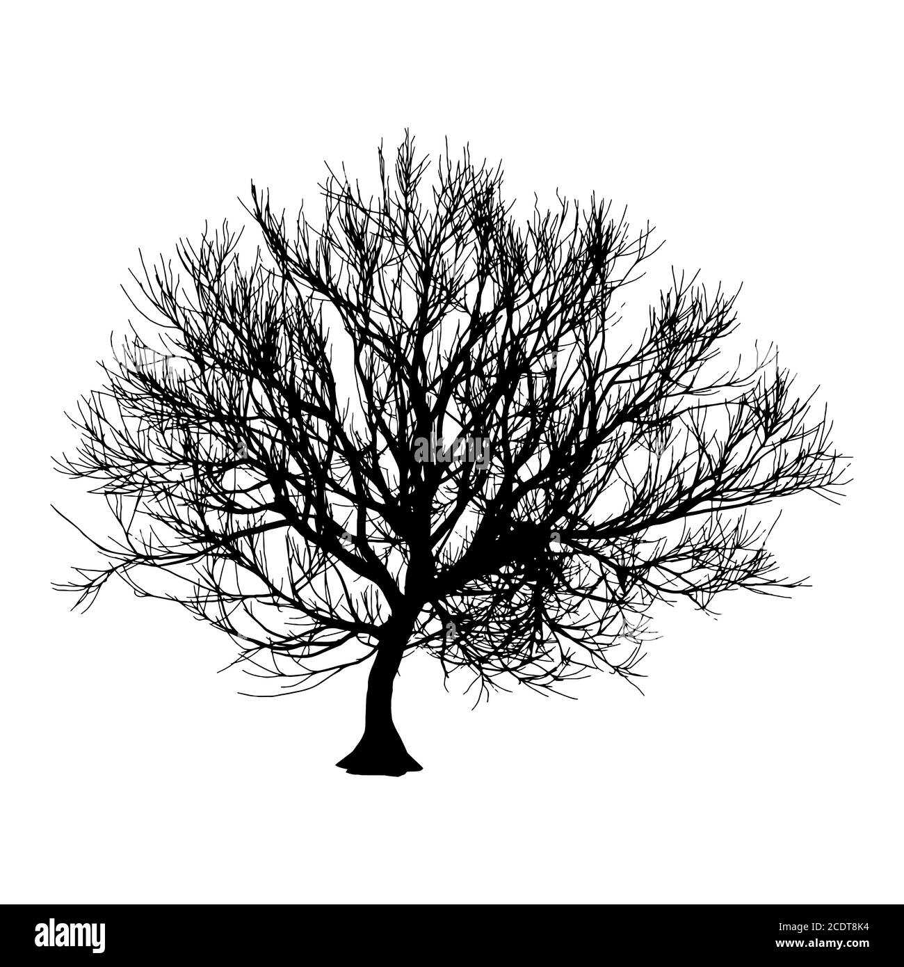 Arbre Sec noir automne hiver ou silhouette sur fond blanc. illustration Banque D'Images