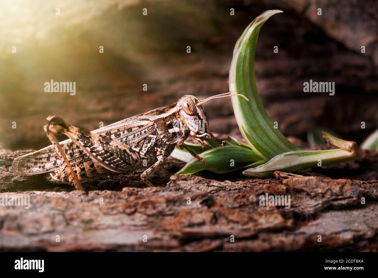 Criquets perchés sur l'écorce d'un vieux arbre. Acridienne italienne, famille acridienne. Acridiens italiens, perchés sur un arbre et illuminés par les rayons du soleil fr Banque D'Images