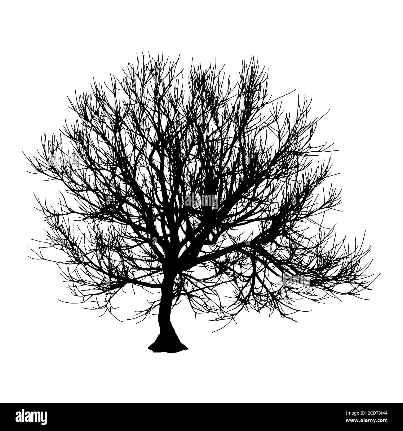 Arbre Sec noir automne hiver ou silhouette sur fond blanc. illustration Banque D'Images