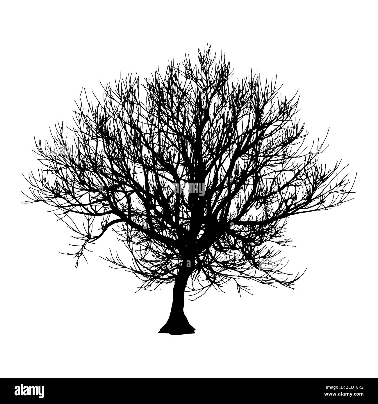 Arbre Sec noir automne hiver ou silhouette sur fond blanc. illustration Banque D'Images