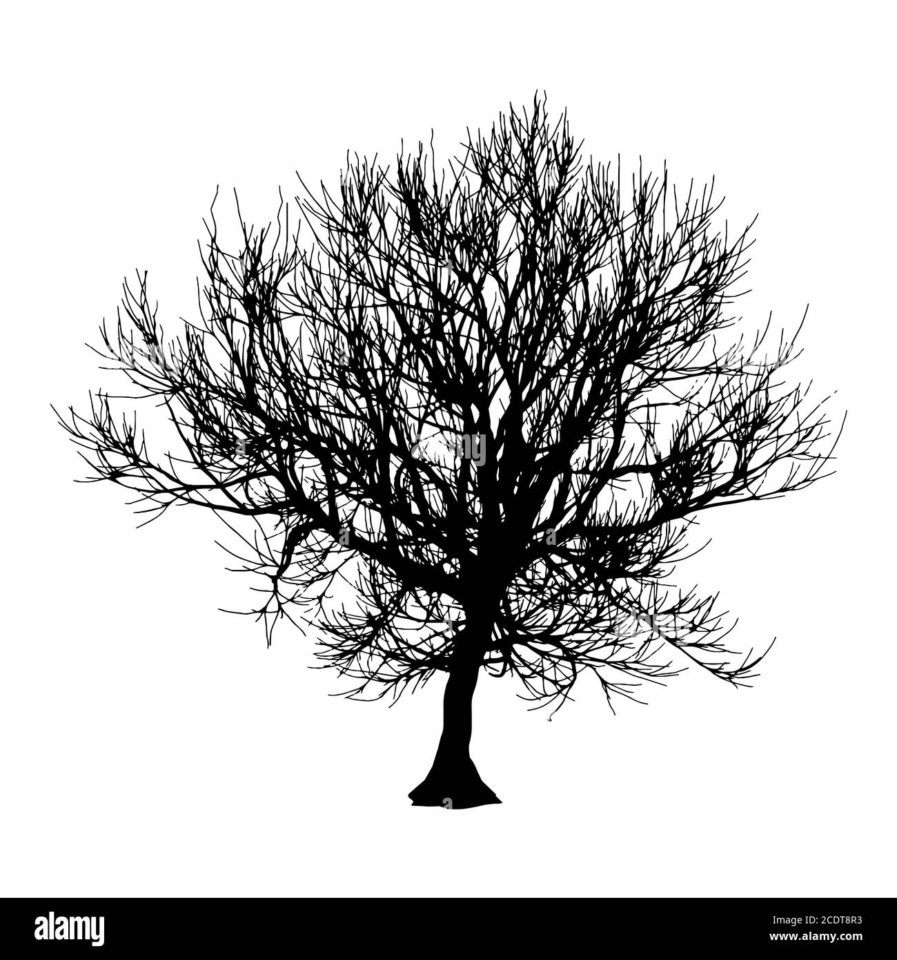 Arbre Sec noir automne hiver ou silhouette sur fond blanc. illustration Banque D'Images