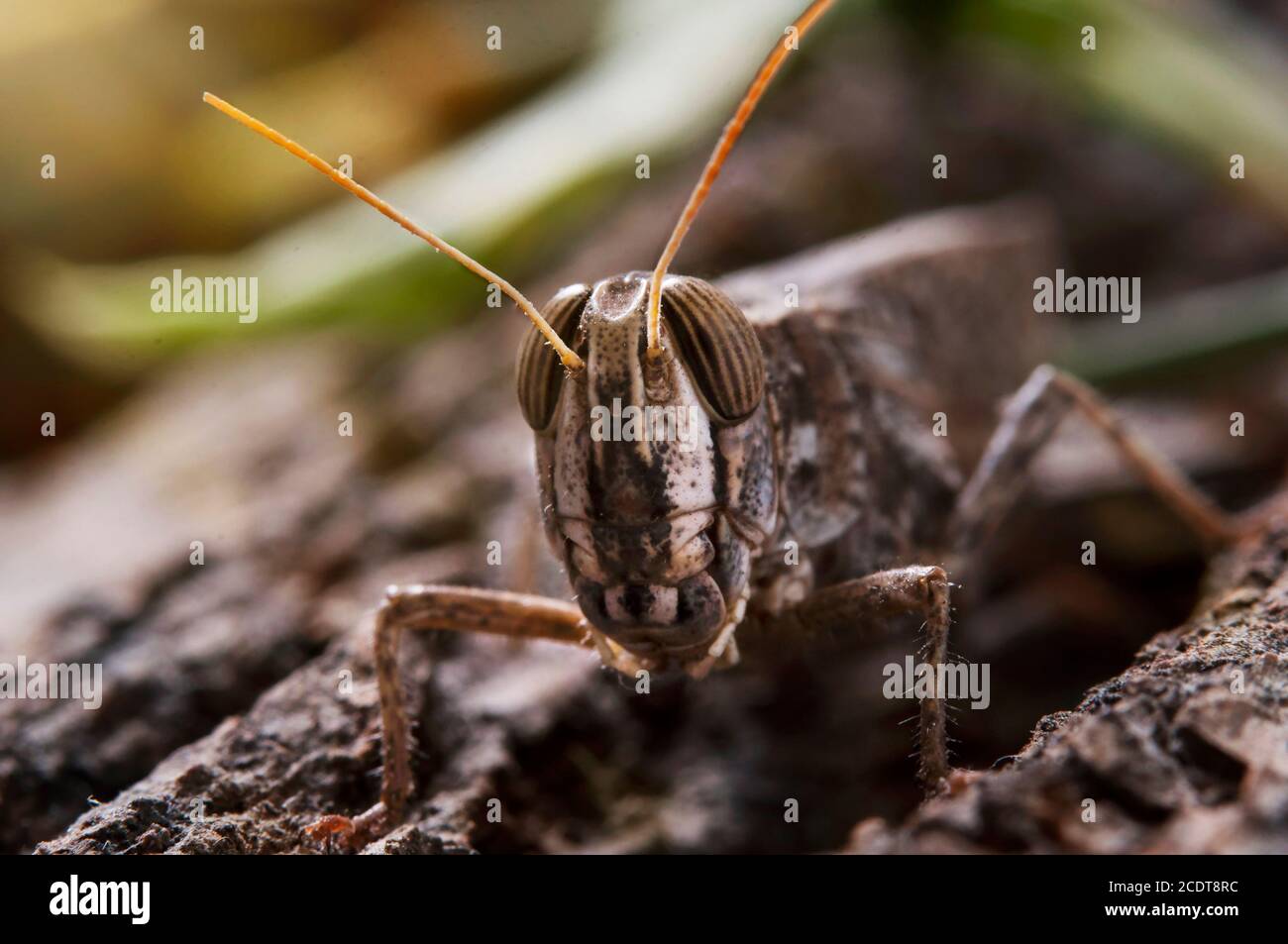 Criquets perchés sur l'écorce d'un vieux arbre. Acridienne italienne, famille acridienne. Acridiens italiens, perchés sur un arbre et illuminés par les rayons du soleil fr Banque D'Images