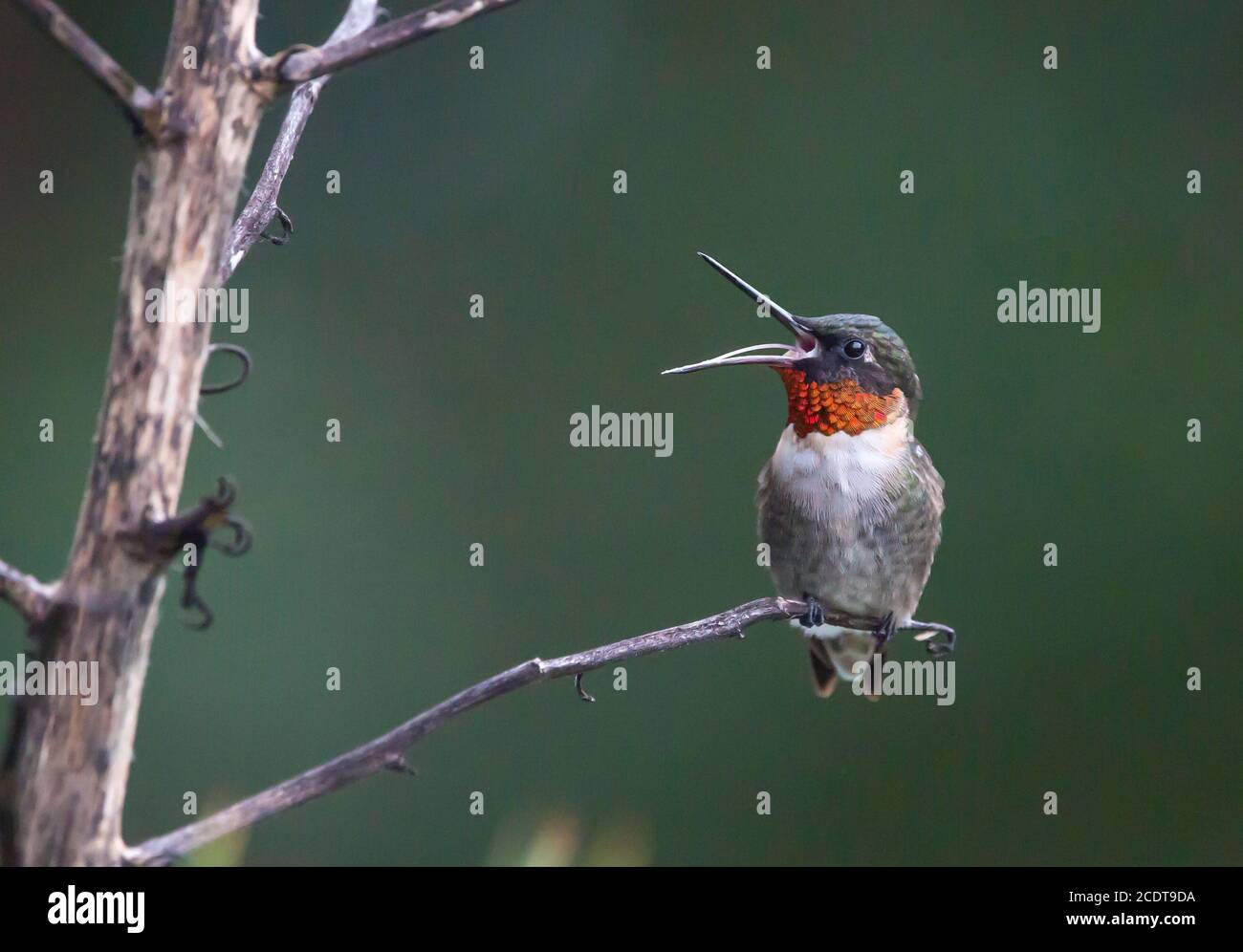 Colibri à gorge rubis perchée sur une tige de fleur de yucca avec bec ouvert. Banque D'Images