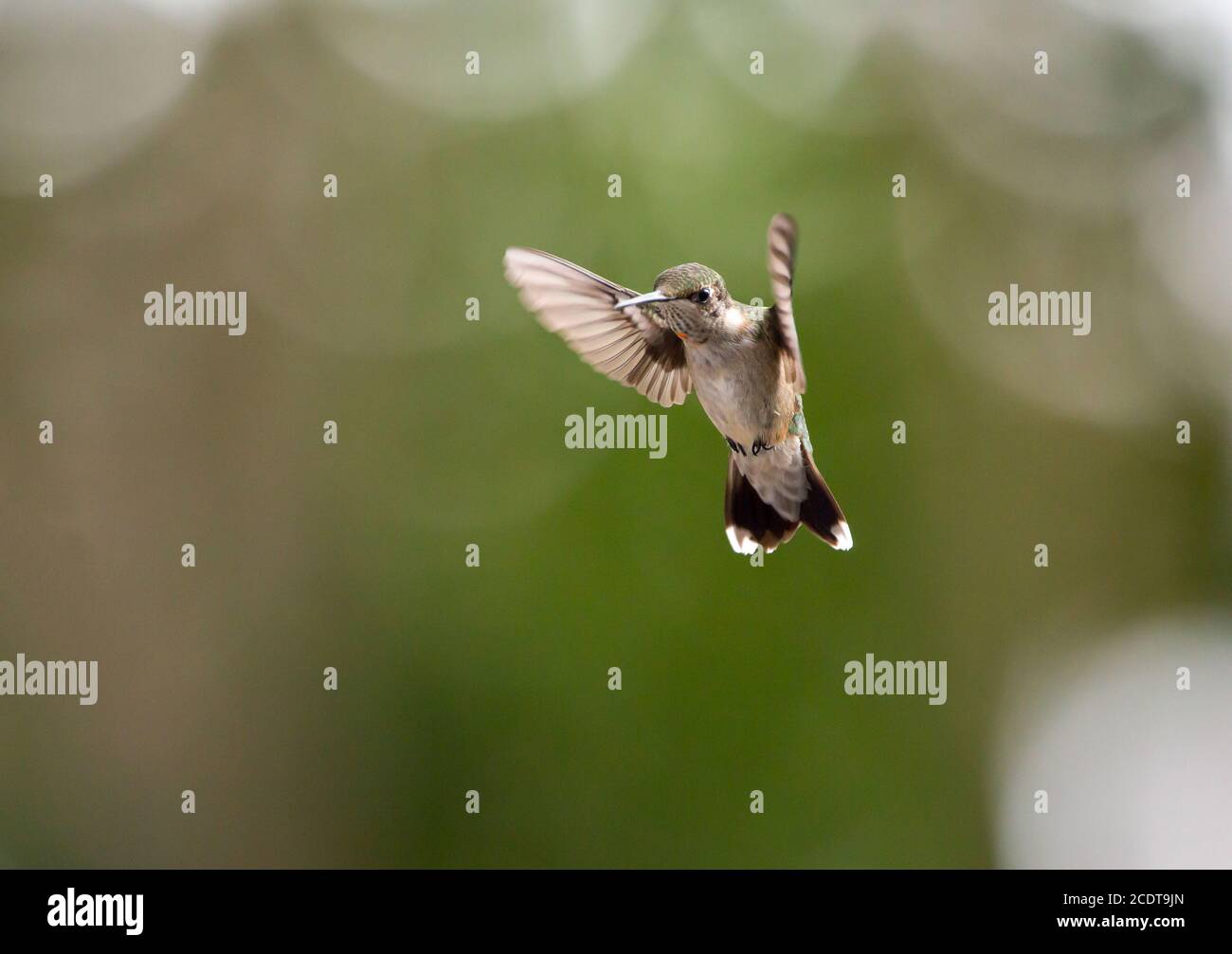 Un colibri à gorge rubis immature se planant sur un arrière-plan flou. Banque D'Images