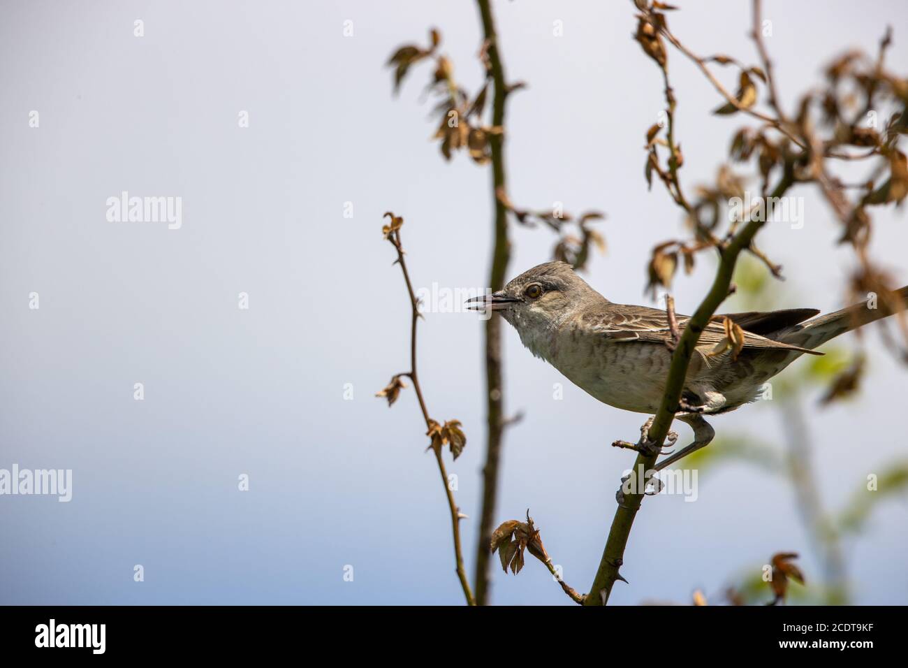 Gareur barré dans l'habitat naturel sauvage Banque D'Images