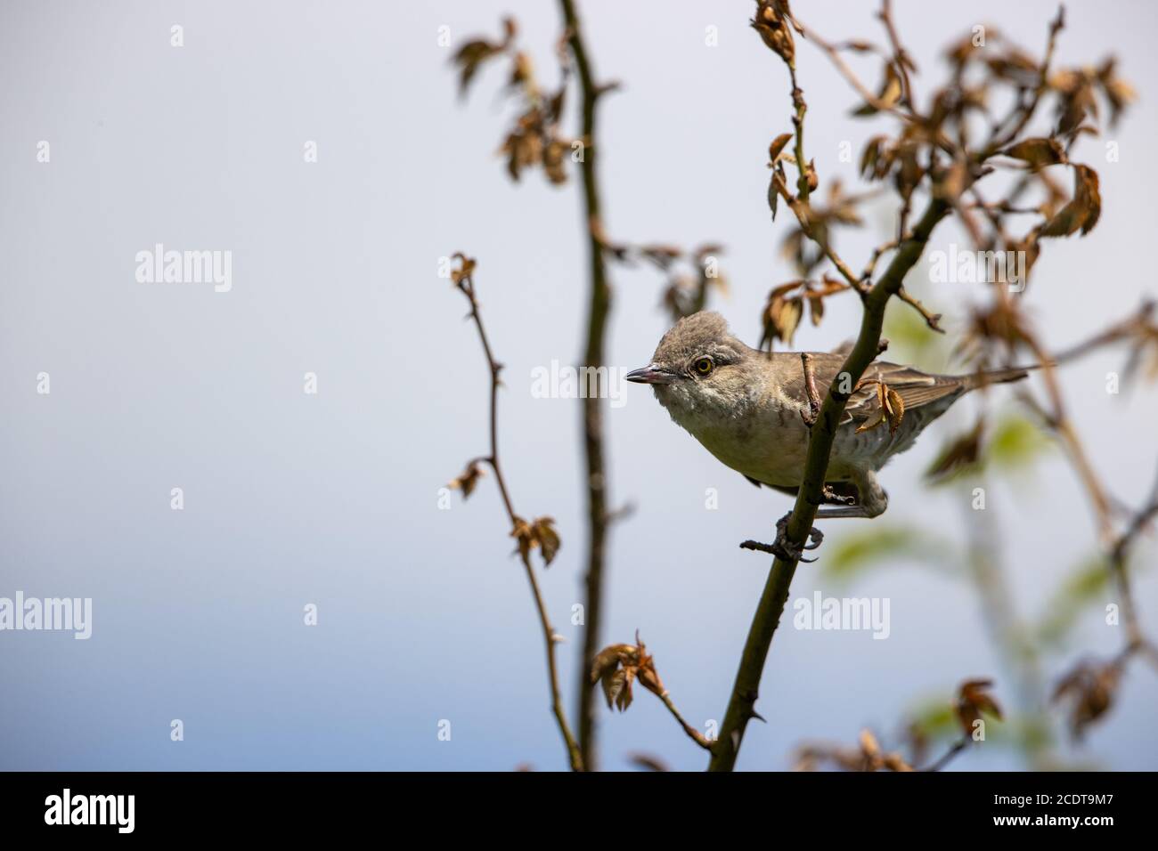 Gareur barré dans l'habitat naturel sauvage Banque D'Images