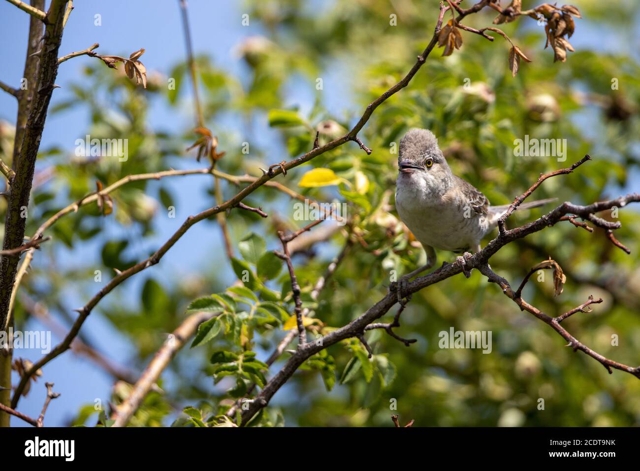 Gareur barré dans l'habitat naturel sauvage Banque D'Images