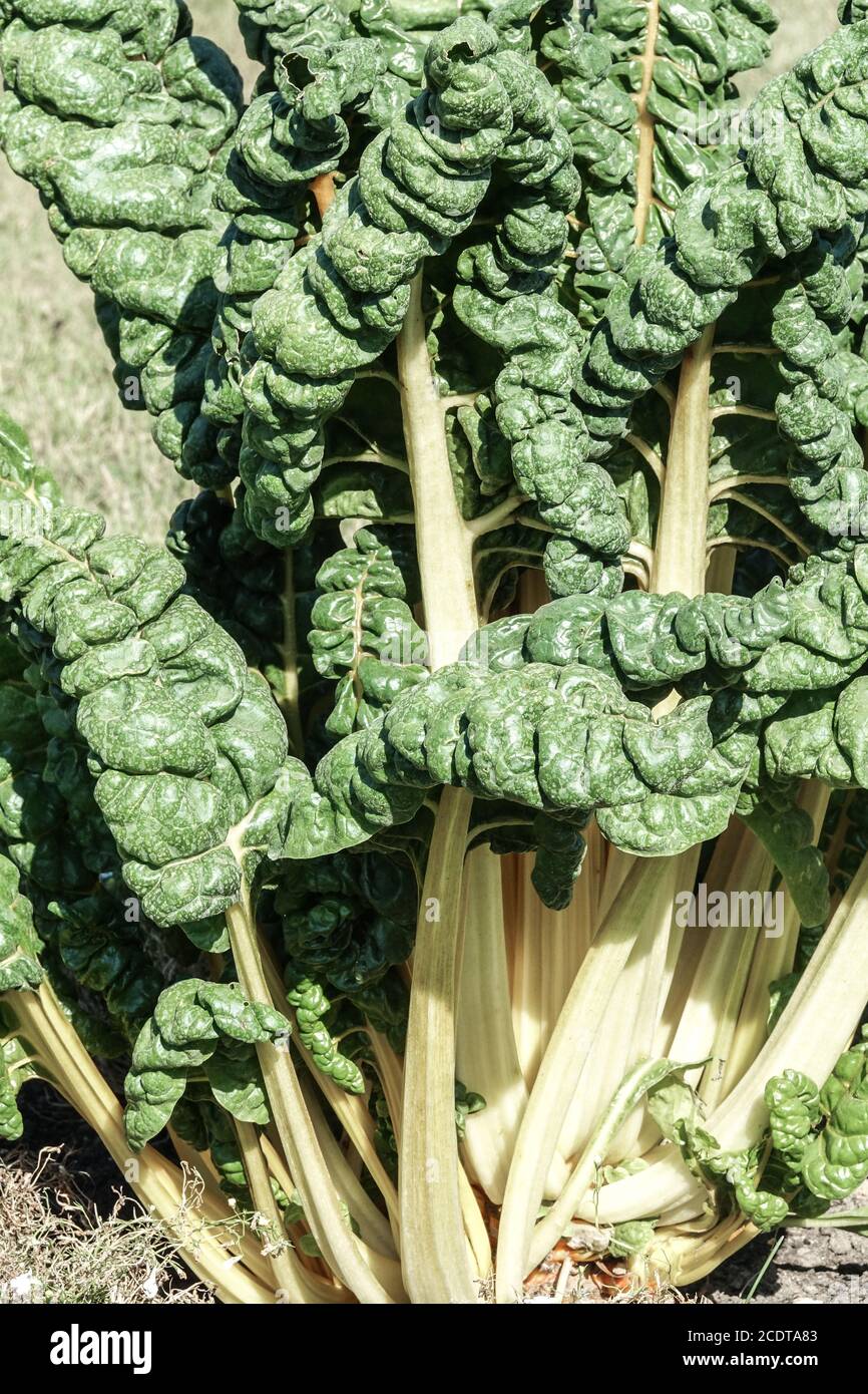 Verger suisse Fordhook géant dans un jardin potager, petits légumes Banque D'Images