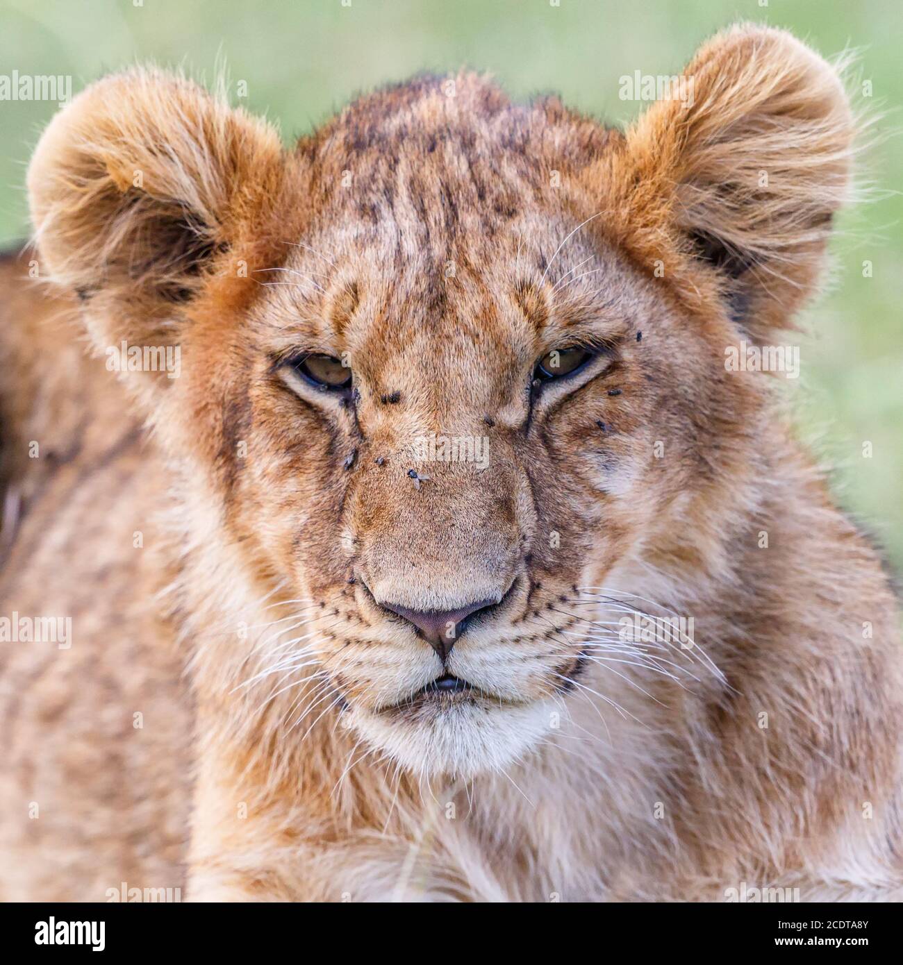 Gros plan d'un lion-cub fatigué Banque D'Images