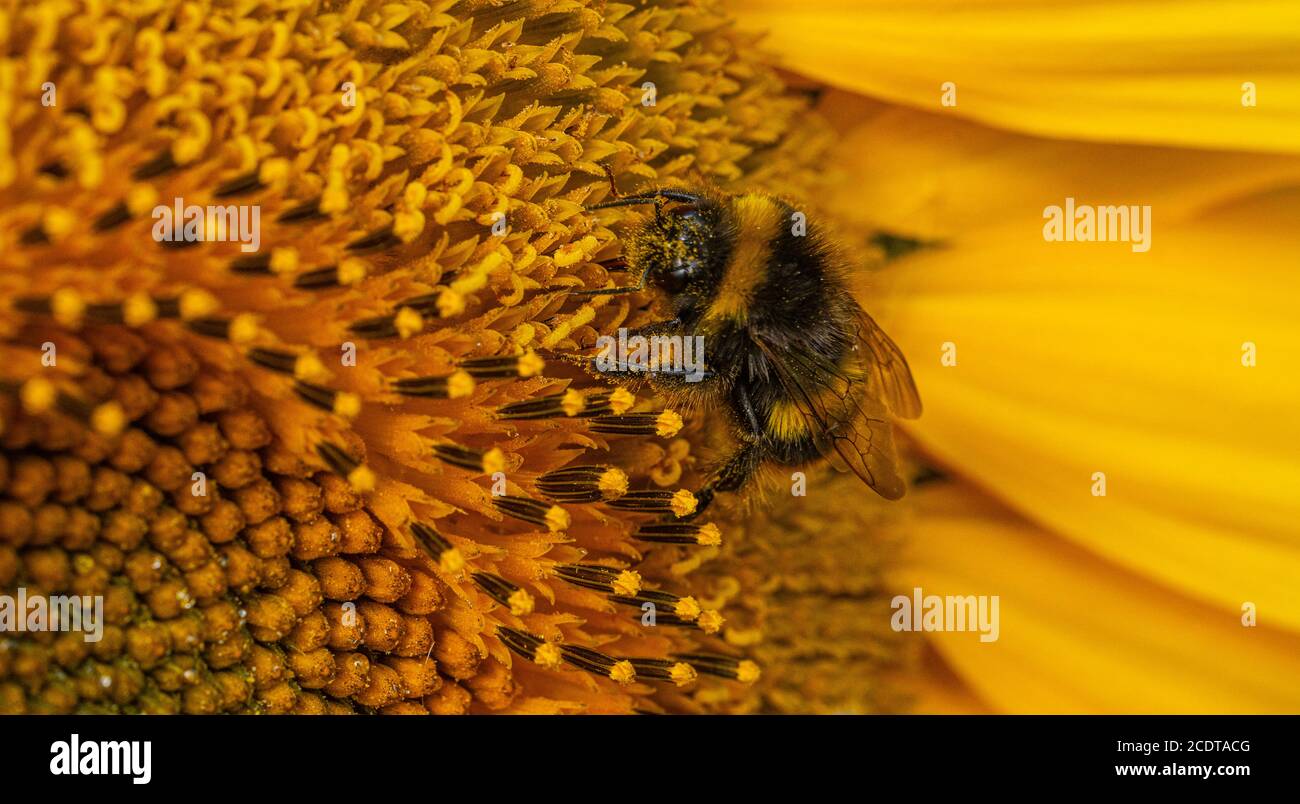 Les tournesols à fleurs noires et jaunes à rayures sont bas Vue de niveau format de bannière photo Banque D'Images