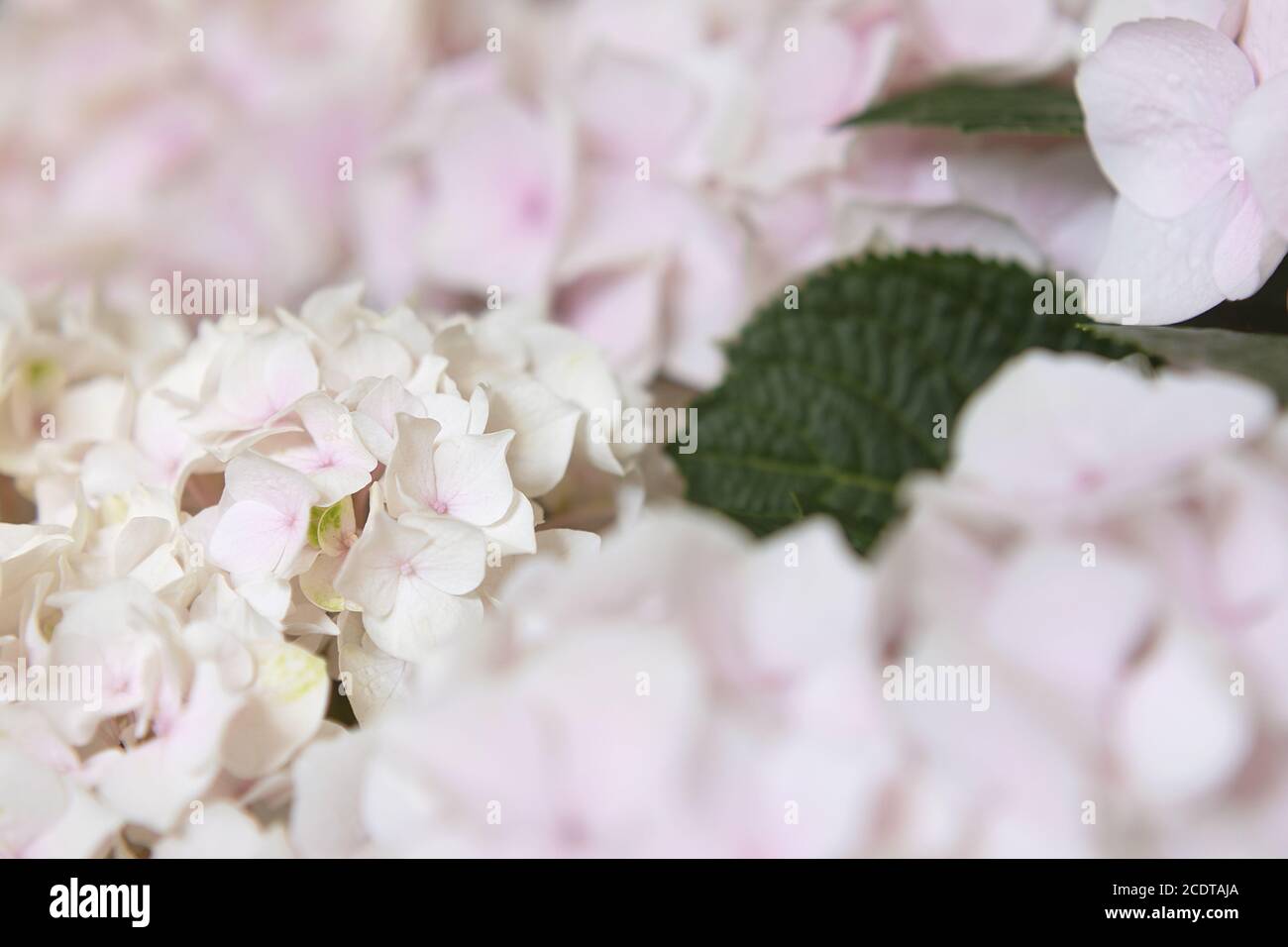 Fleurs d'hortensia roses rougissent Banque D'Images