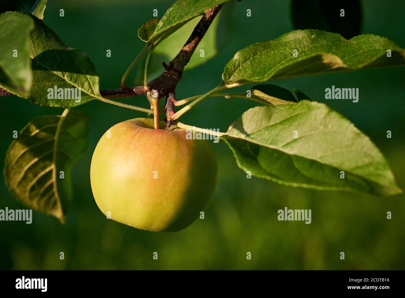 Pomme mûre sur l'arbre Banque D'Images