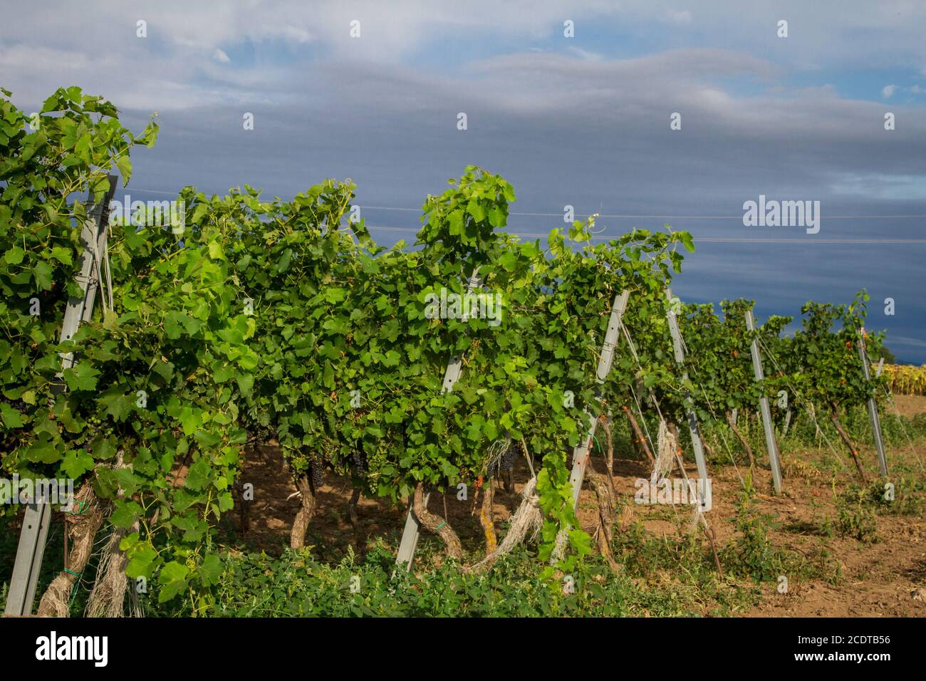 Viticulture, viticulture à Burgenland, Autriche Banque D'Images