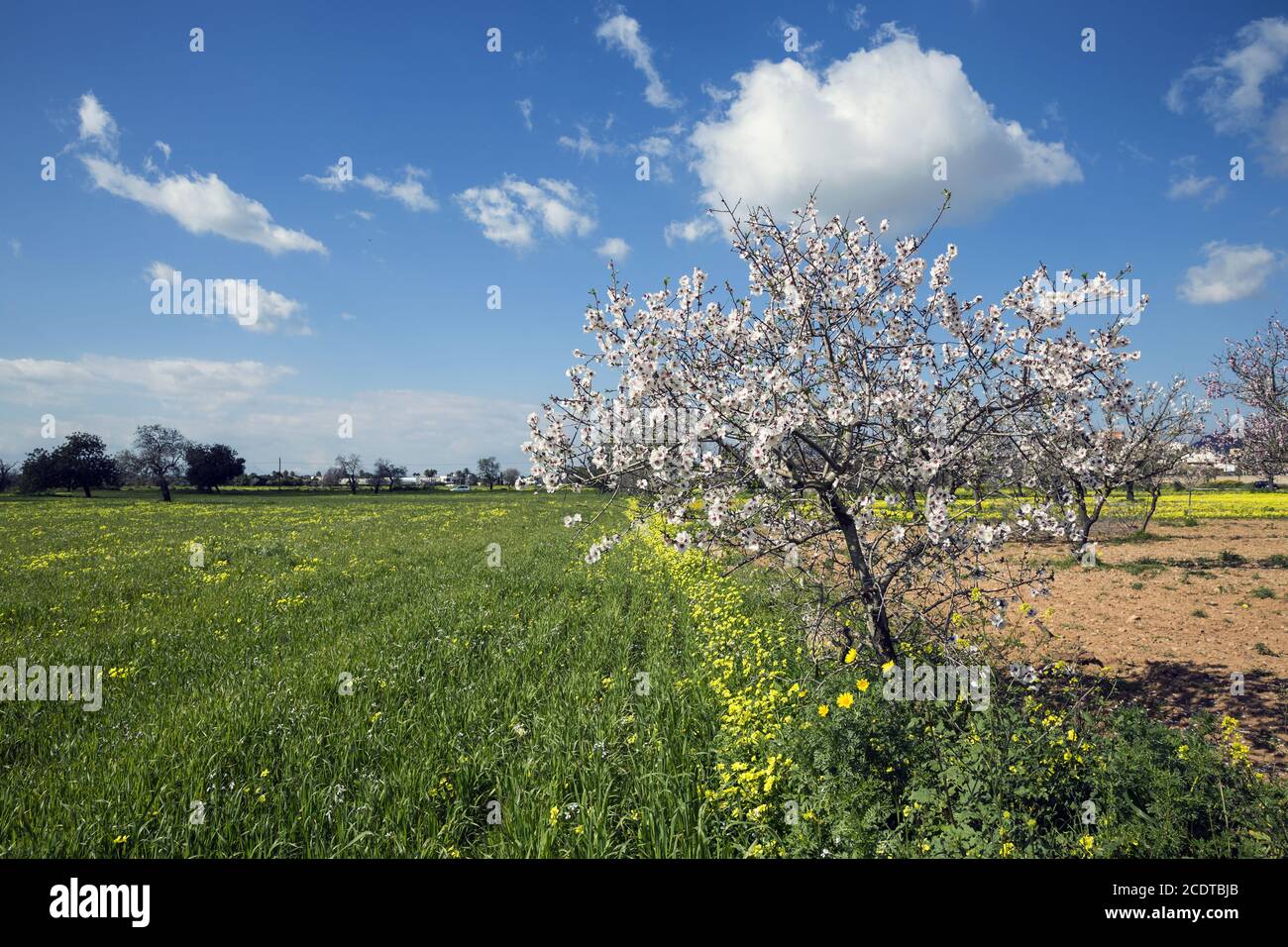 Fleurs d'amandiers dans une plantation de Majorque, Espagne, Europe Banque D'Images