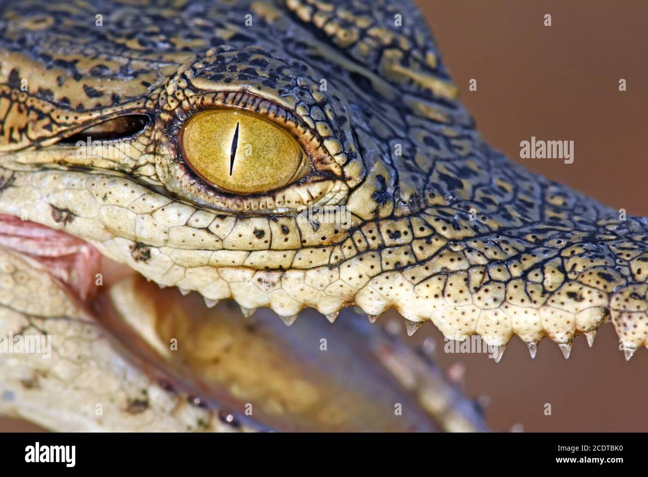 œil De Crocodile De Bebe Photo Stock Alamy
