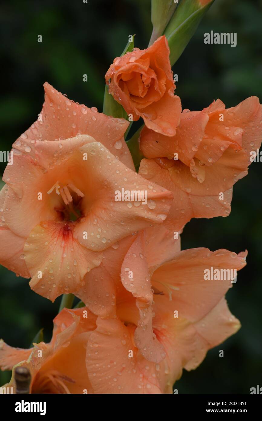 Gladioli d'orange dans un jardin irlandais après une pluie d'été douche Banque D'Images