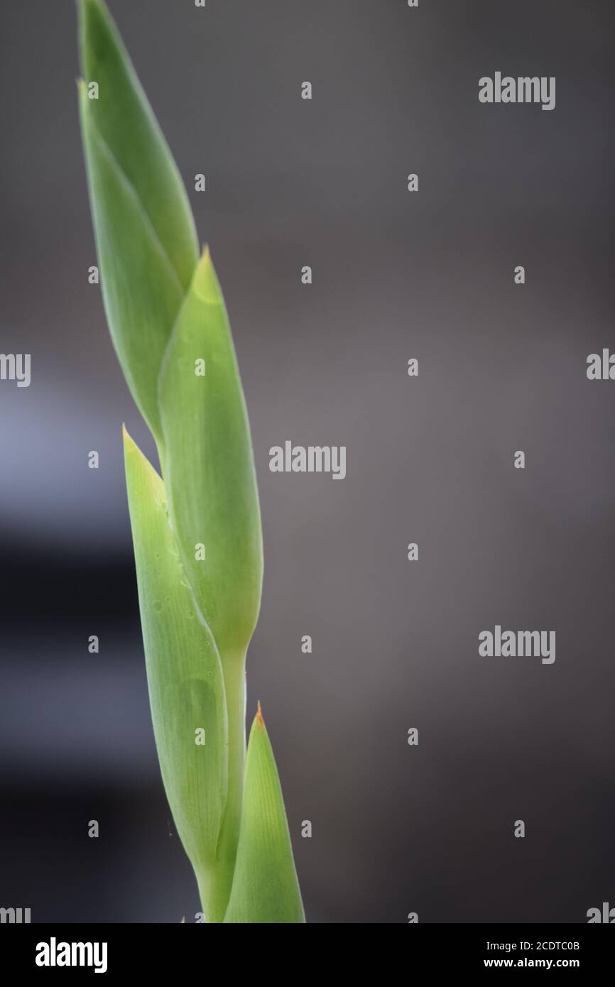 Gladioli blanc dans un jardin irlandais après une pluie d'été douche Banque D'Images