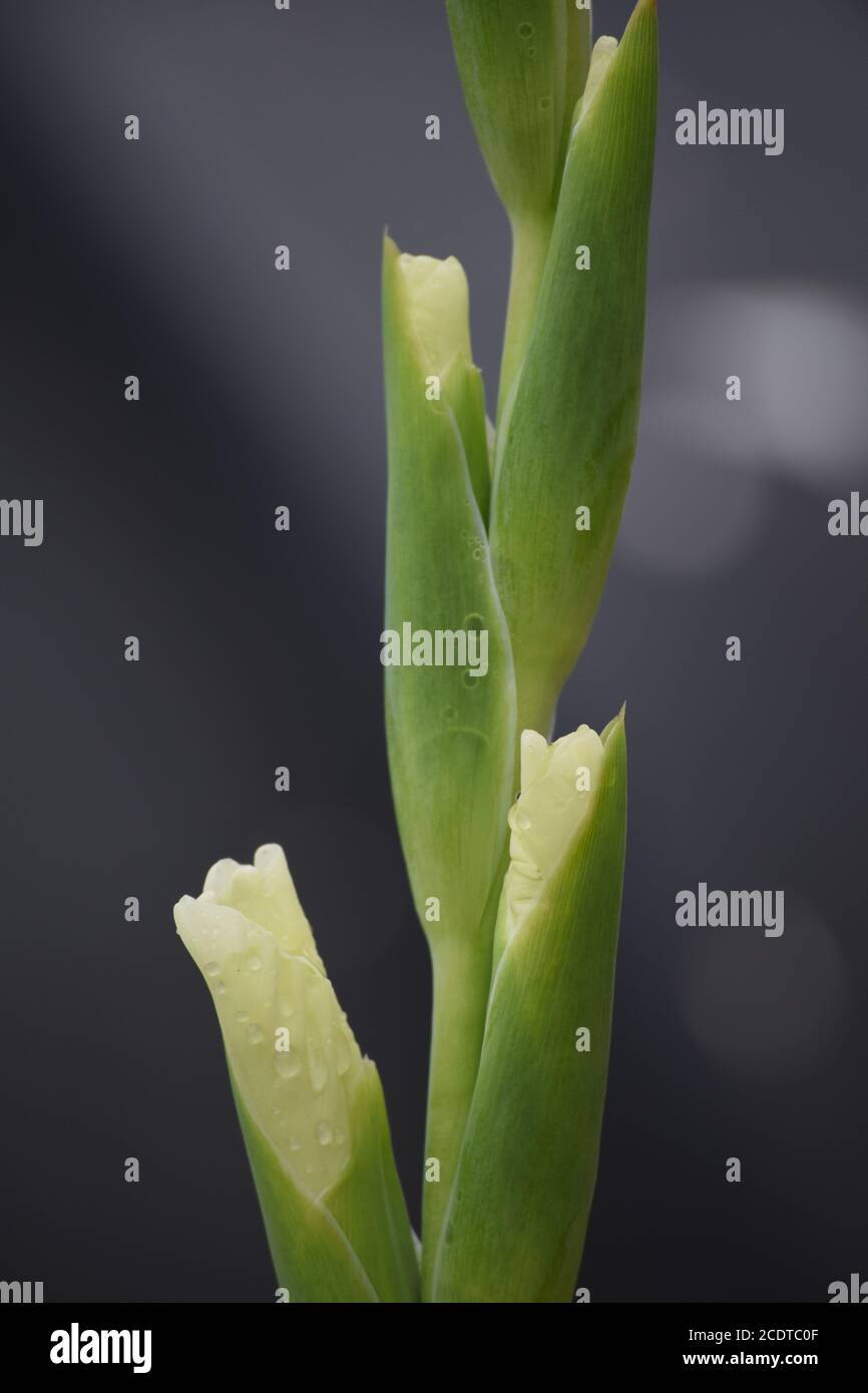 Gladioli blanc dans un jardin irlandais après une pluie d'été douche Banque D'Images