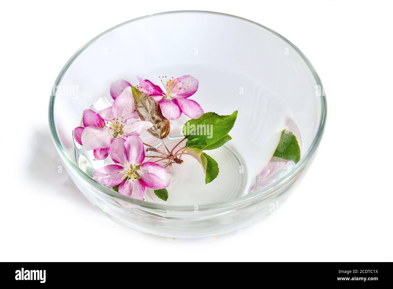 Fleurs de cerise ou de pomme fraîches flottant dans le bol en verre avec de l'eau Banque D'Images