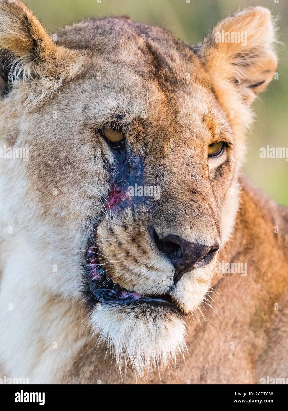 Portrait de lionne avec peur sur son visage Banque D'Images