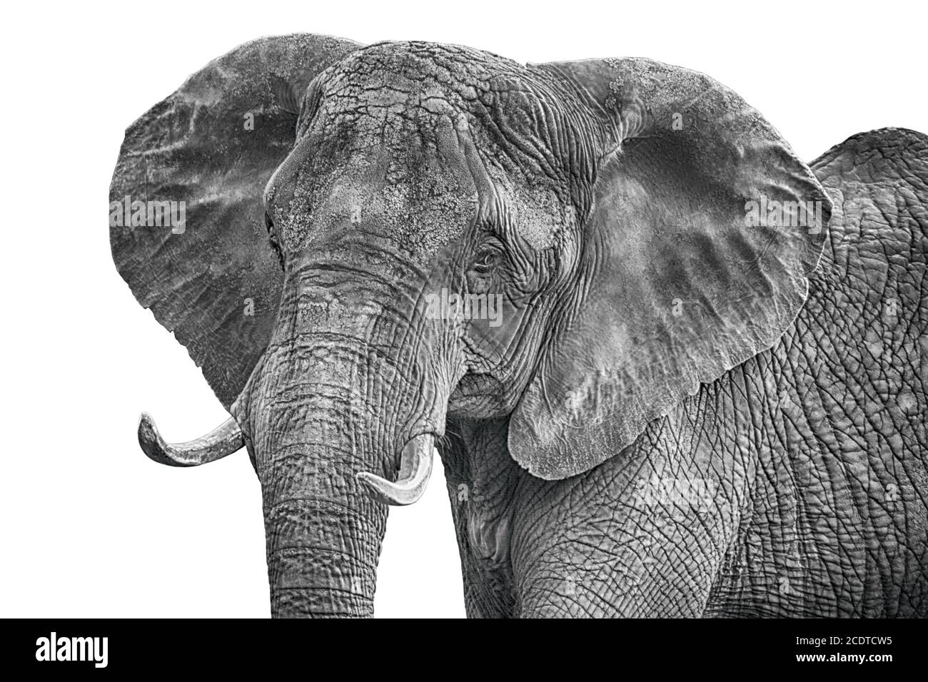 Gros éléphant de vache Banque D'Images