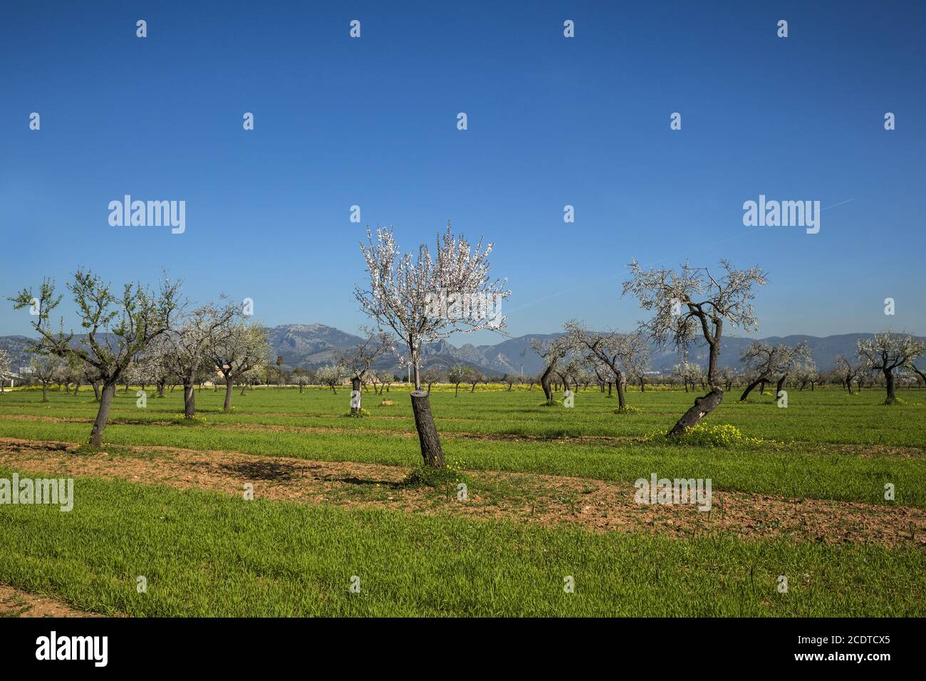Fleurs d'amandiers dans une plantation de Majorque, Espagne, Europe Banque D'Images