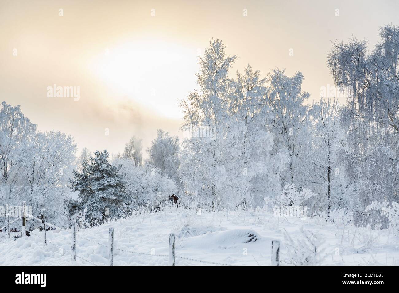 Pâturage avec fil barbelé dans un paysage d'hiver avec de la neige et le gel Banque D'Images
