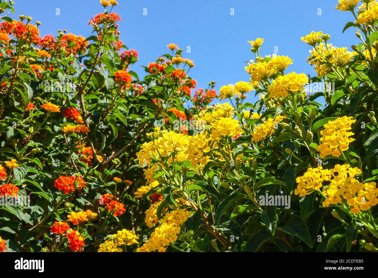 Lantana camara jaune orangé arbustes fleurs Lantana jaune Banque D'Images