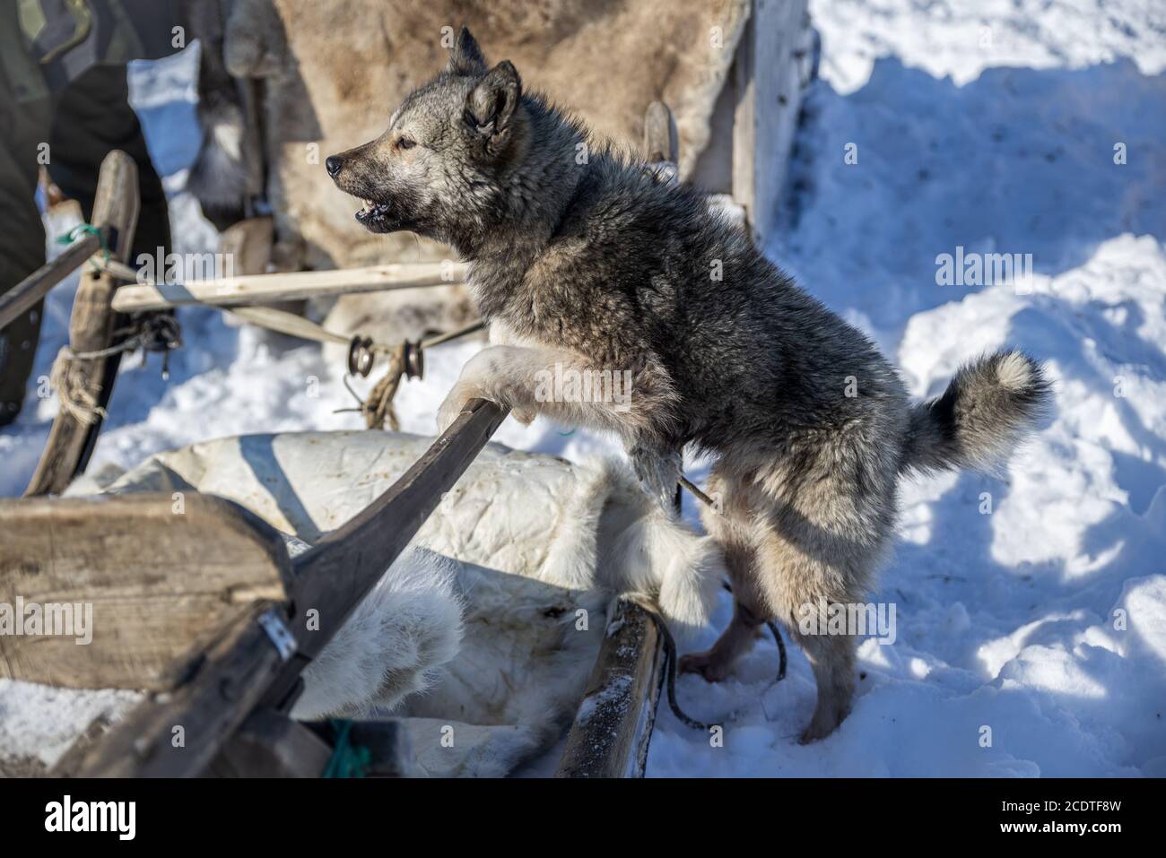 Un chien Samoyed sur un traîneau Nenet, Yamalo-Nenets Autonomous Okrug, Russie Banque D'Images