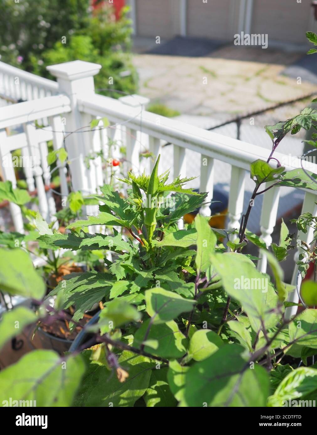 Une belle plante d'okra du cultivar de bébé Bubba poussant dans un jardin de conteneurs sur un balcon donnant sur une allée urbaine. Banque D'Images