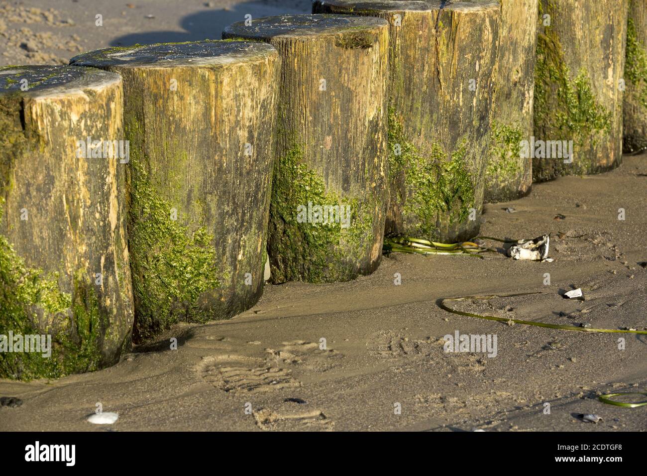 Gros plan des groynes sur la plage de sable avec algues vertes Banque D'Images