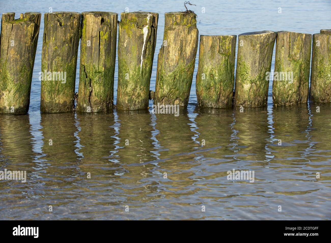 Gros plan des groynes sur la plage de sable avec algues vertes Banque D'Images