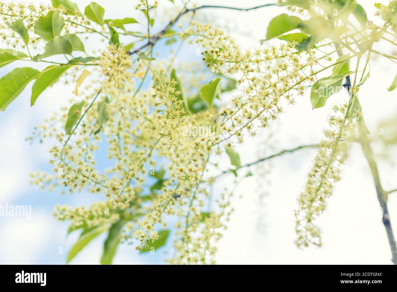 Belle scène de printemps avec beaucoup de petites fleurs. Cerisier oiseau-cerisier fleur. Fond bleu ciel. Photo en tons. Rayon peu profond Banque D'Images