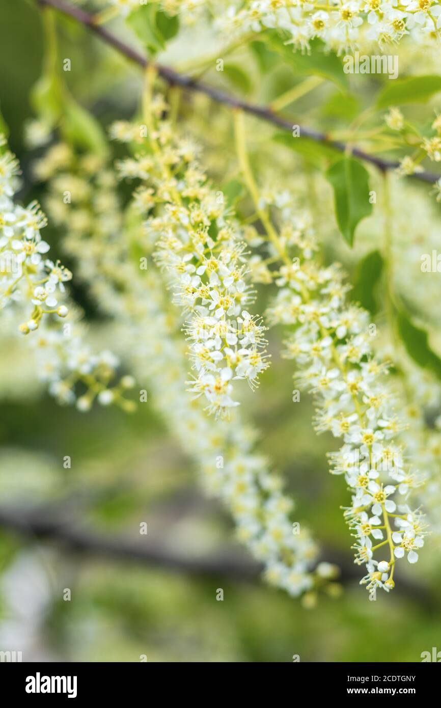 Belle scène de printemps avec de nombreuses petites fleurs. Cherry Blossom cherry tree-oiseau. Tonique photo. La faible profondeur de champ. Banque D'Images