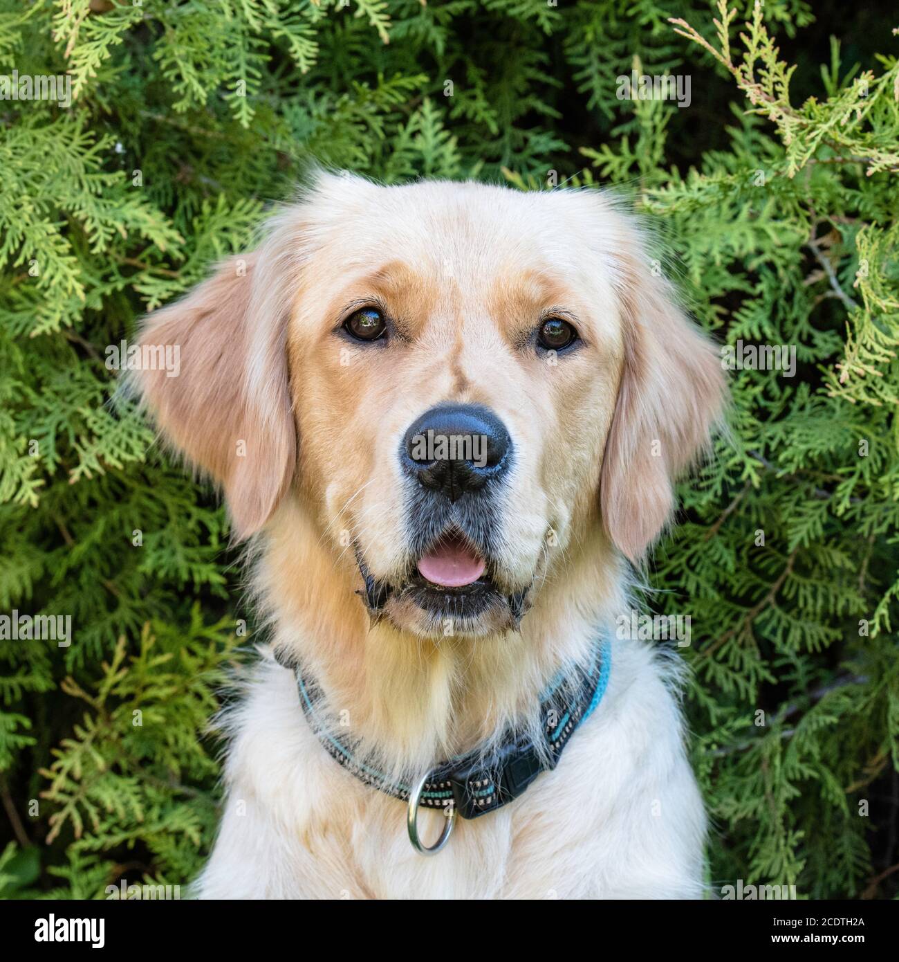 photo de l'golden retriever Banque D'Images