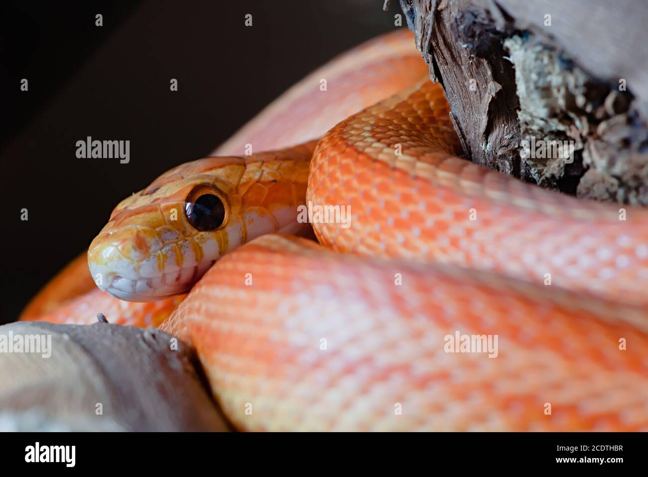 Super macro image de serpent de maïs orange d'animal de compagnie, visage et surtout oeil est mis en évidence. Des couleurs et des bobines saisissantes mènent à l'image. Arrière-plan simple. Banque D'Images