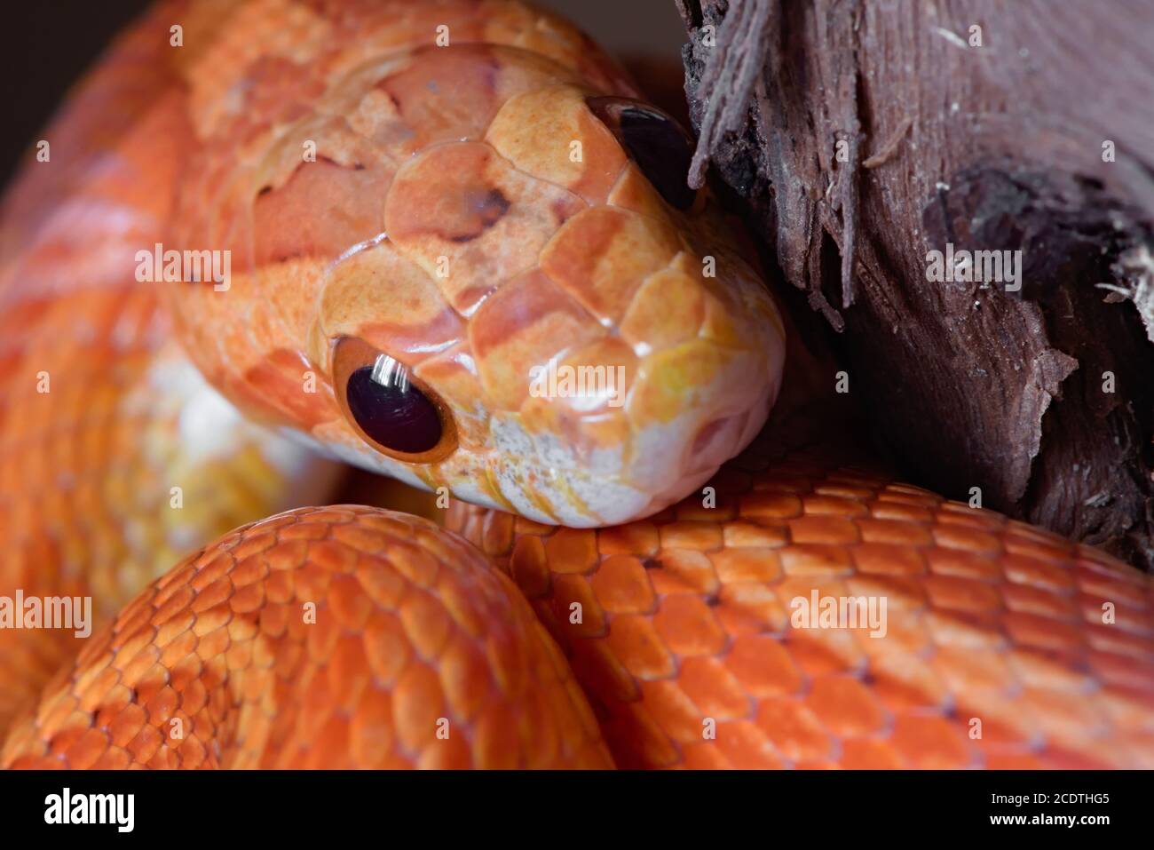 Super gros plan macro, vue avant du visage des serpents à maïs orange pour animaux. La bouche et les yeux ronds noirs sont clairement visibles. Banque D'Images