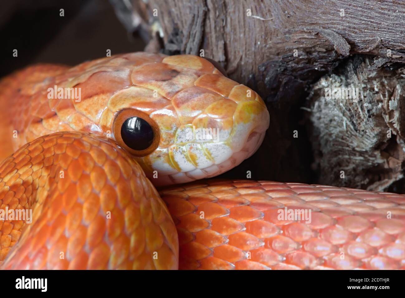 Super macro gros plan de jeunes jeunes jeunes serpents de maïs poking visage dehors de bobines vibrantes de couleur. Arrière-plan foncé Uni avec des détails exceptionnels. Banque D'Images