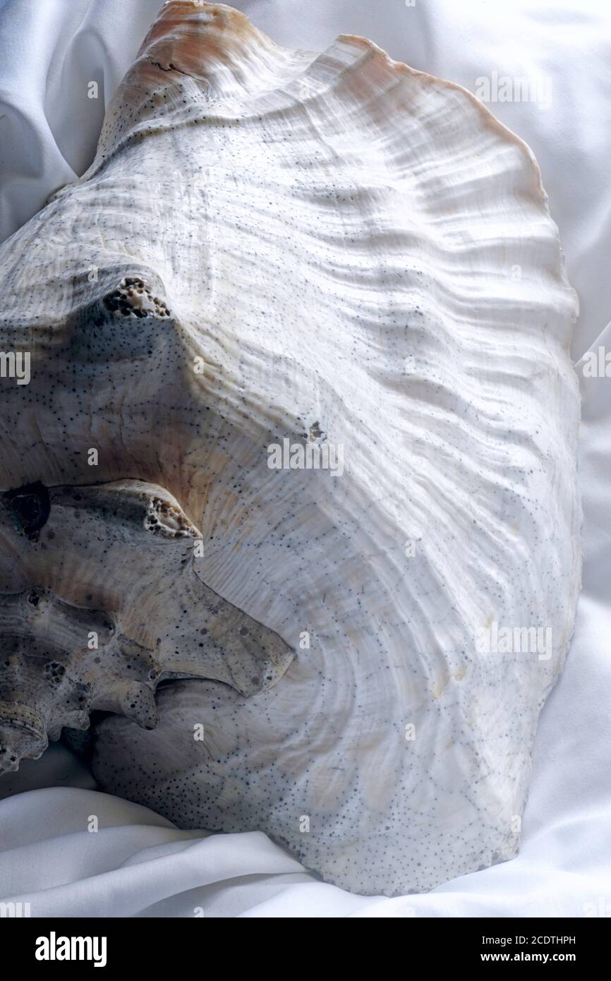 Gros plan d'une grande coquille de coches queen (Aliger gigas) Banque D'Images