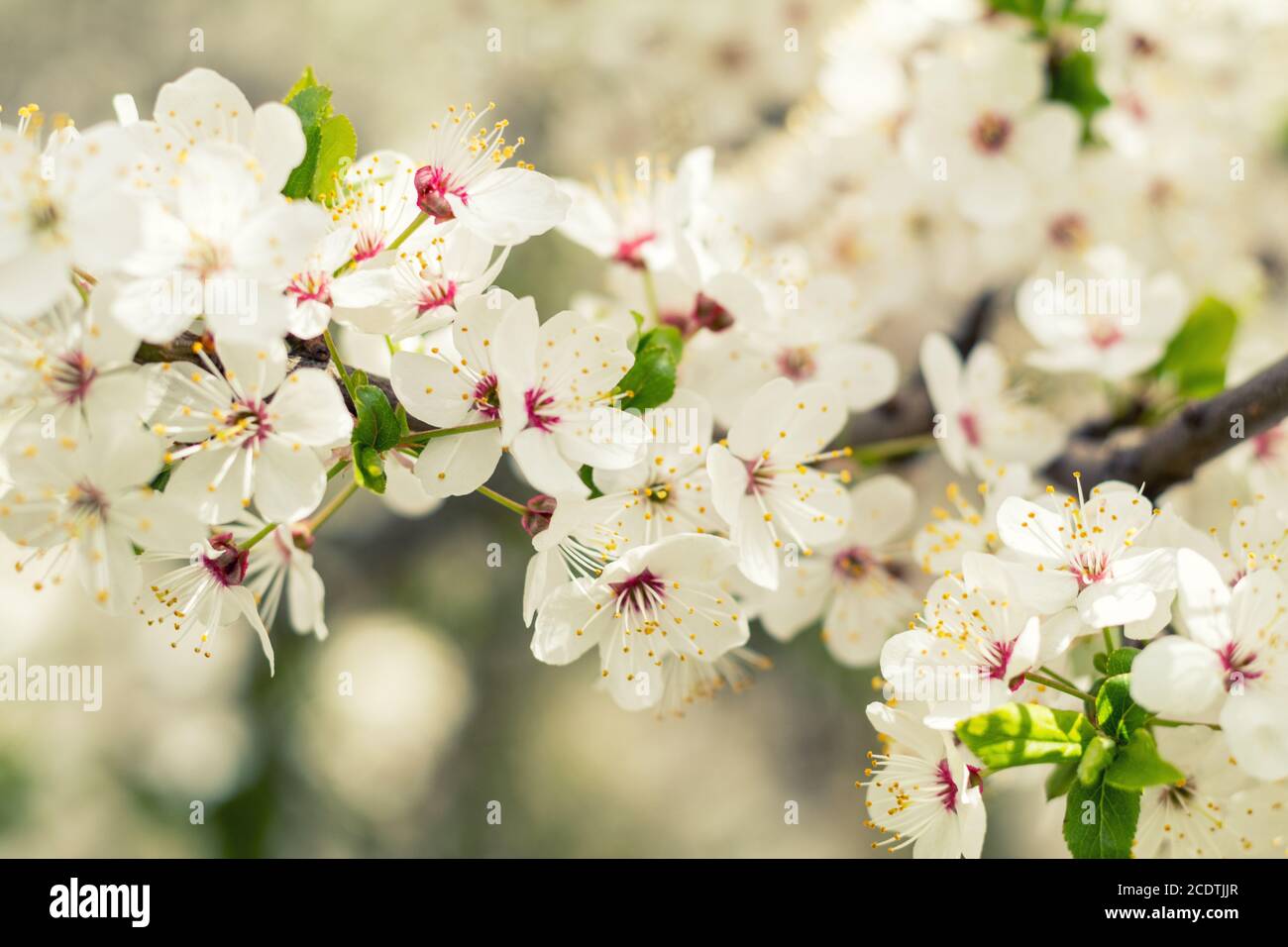 Art printanier avec fleur de cerisier blanc. Belle scène de nature avec arbre en fleurs et lumière du soleil. Jour ensoleillé. Débit du ressort Banque D'Images