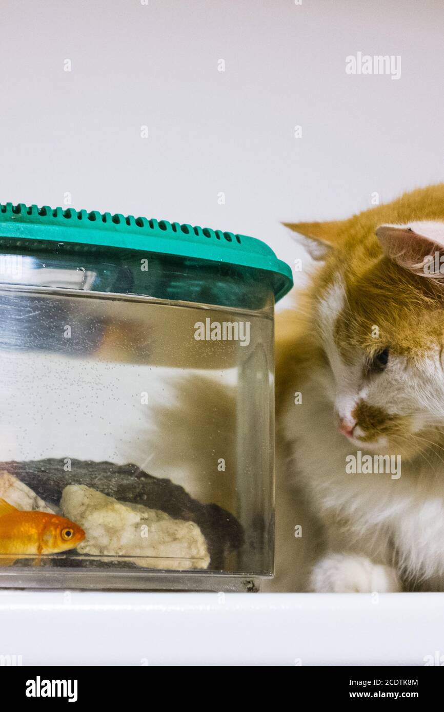 Cat attend avec beaucoup de curiosité dans l'aquarium de poissons rouges Banque D'Images