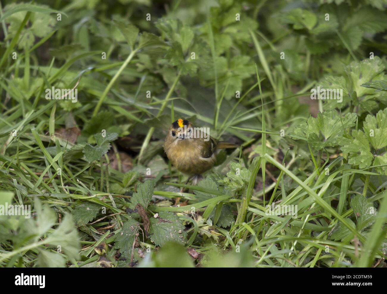 Commune goldcrest, île São Miguel, Azoren, Portugal Banque D'Images