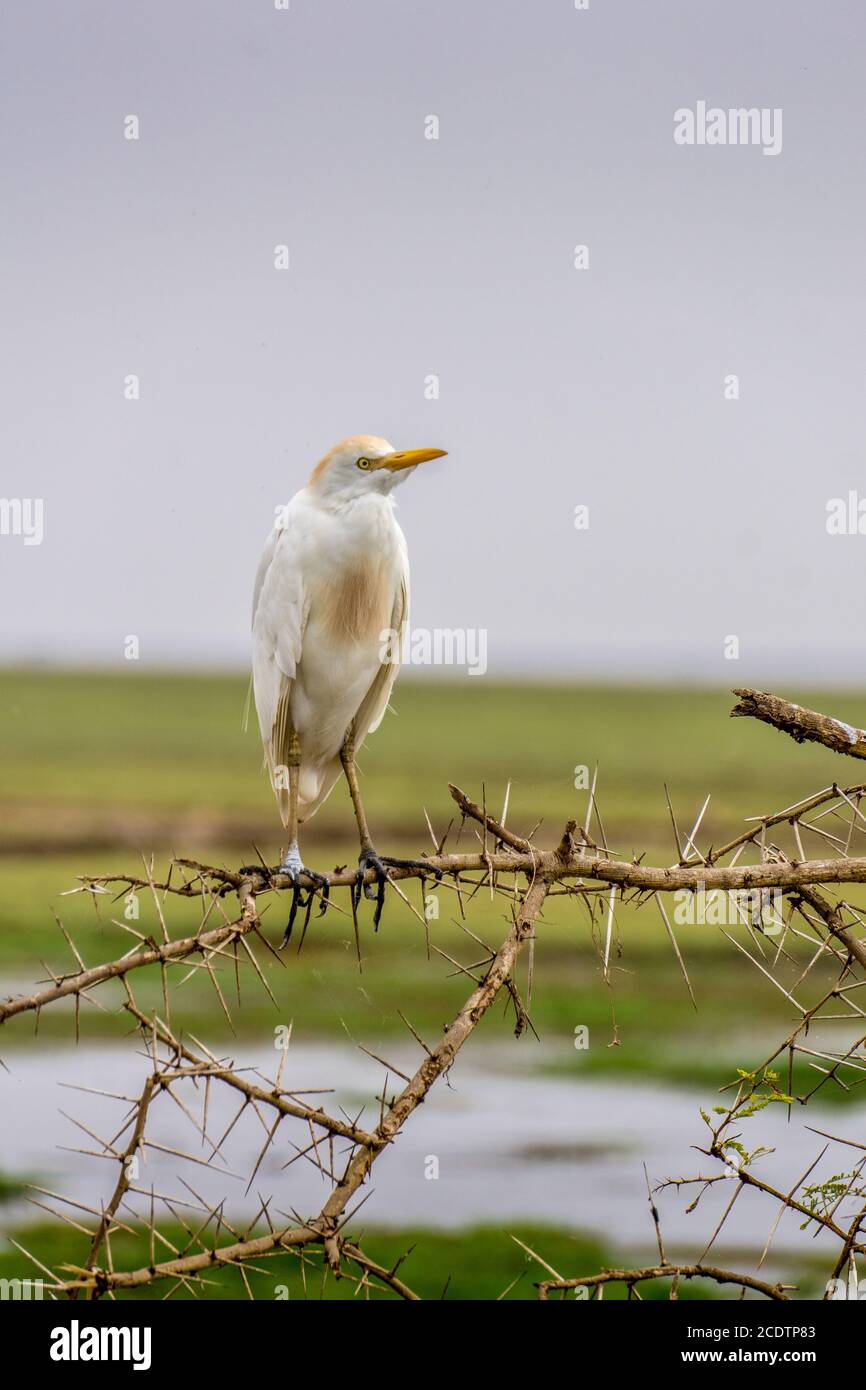 Gros oiseau blanc au Kenya Banque D'Images