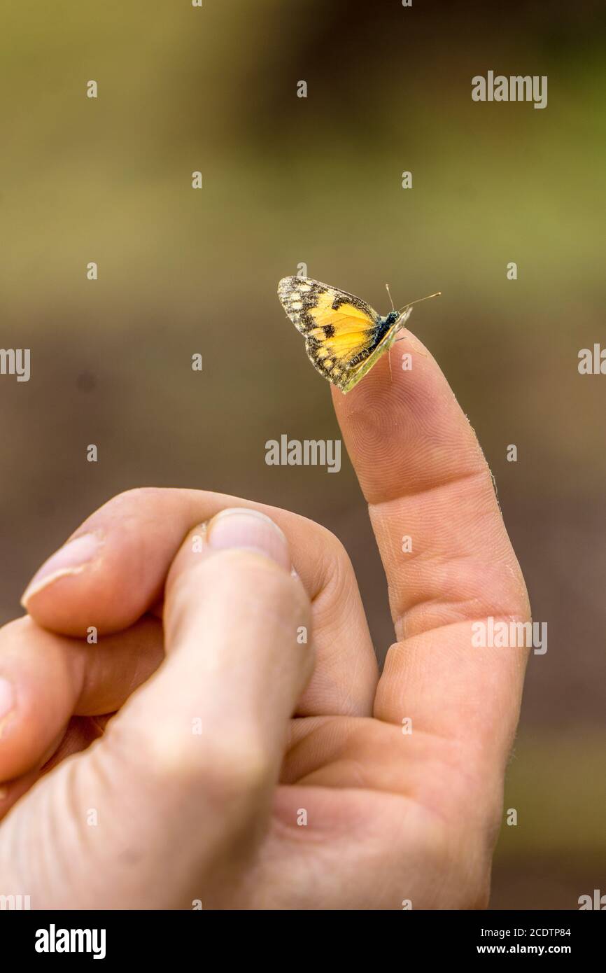 Petit papillon assis sur un doigt Banque D'Images