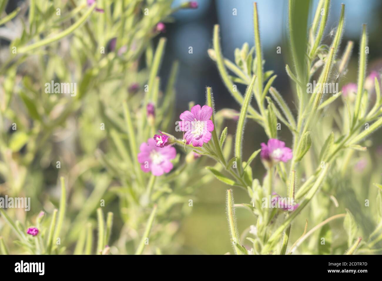 Herbe verte juteuse et fleurs violettes douces dans le champ par temps ensoleillé Banque D'Images