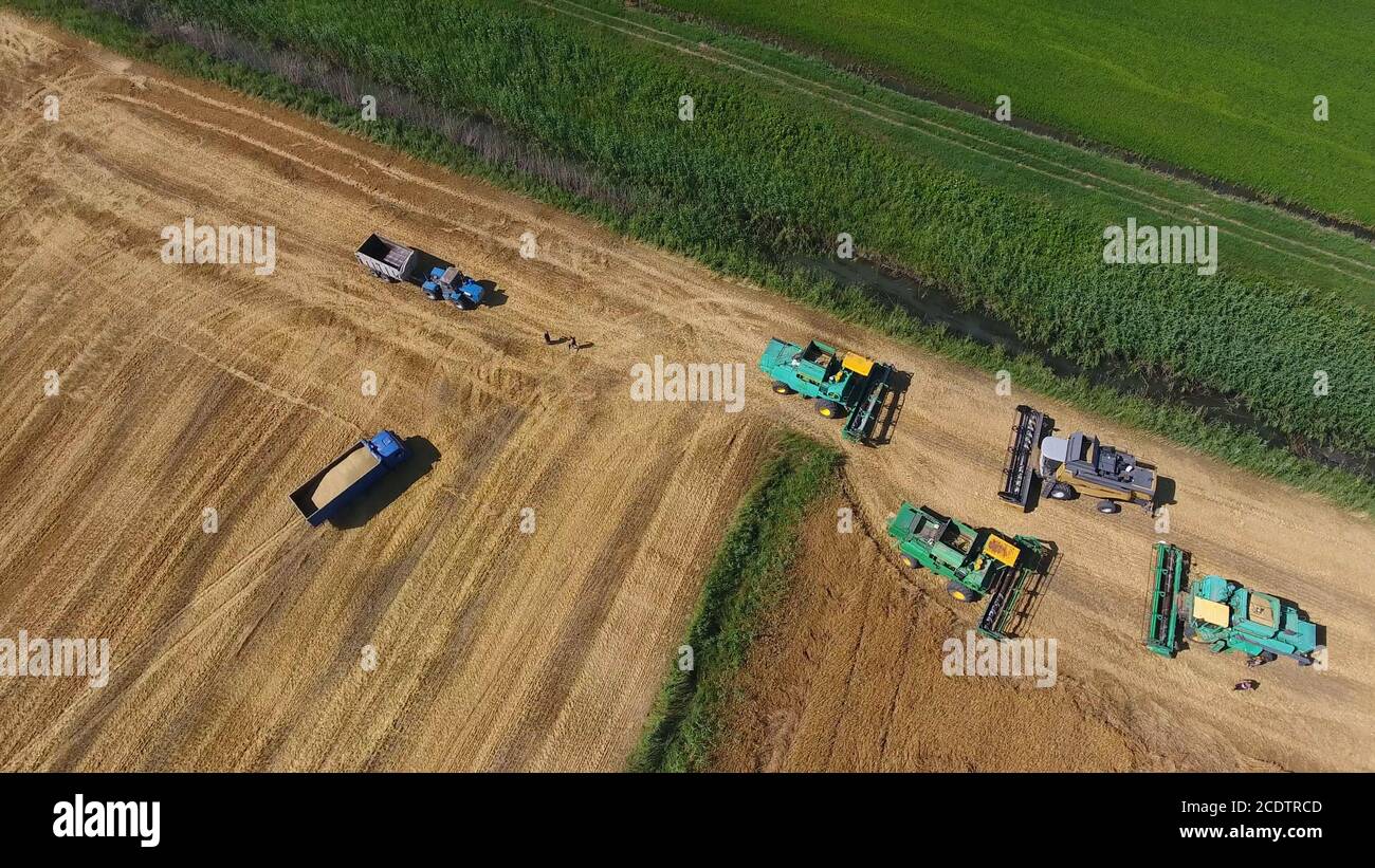Récolte d'orge. Les champs de blé et d'orge, le travail des machines agricoles. Moissonneuses-batteuses et tracteurs Banque D'Images