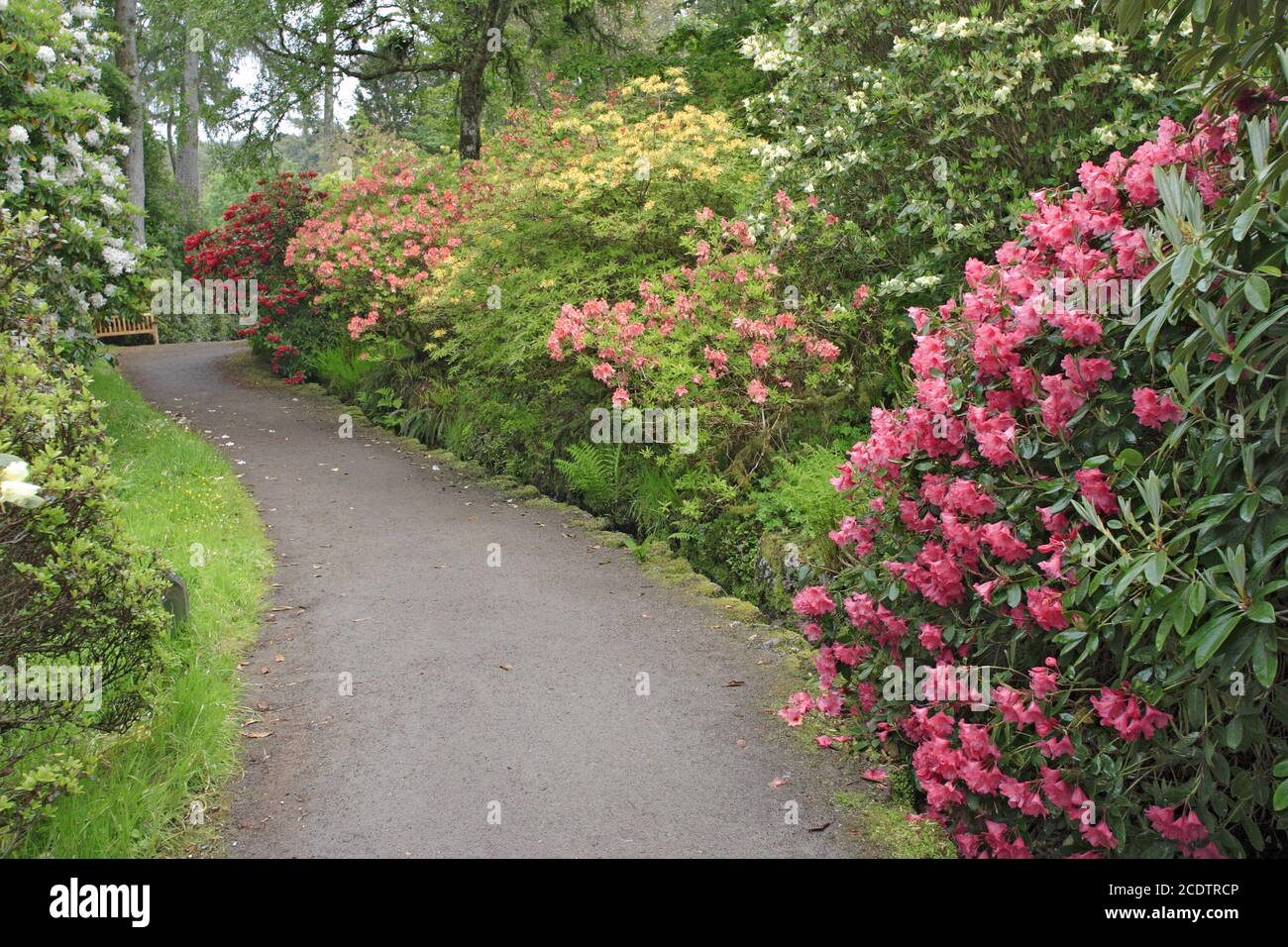 Jardin Rhododendron Banque D'Images