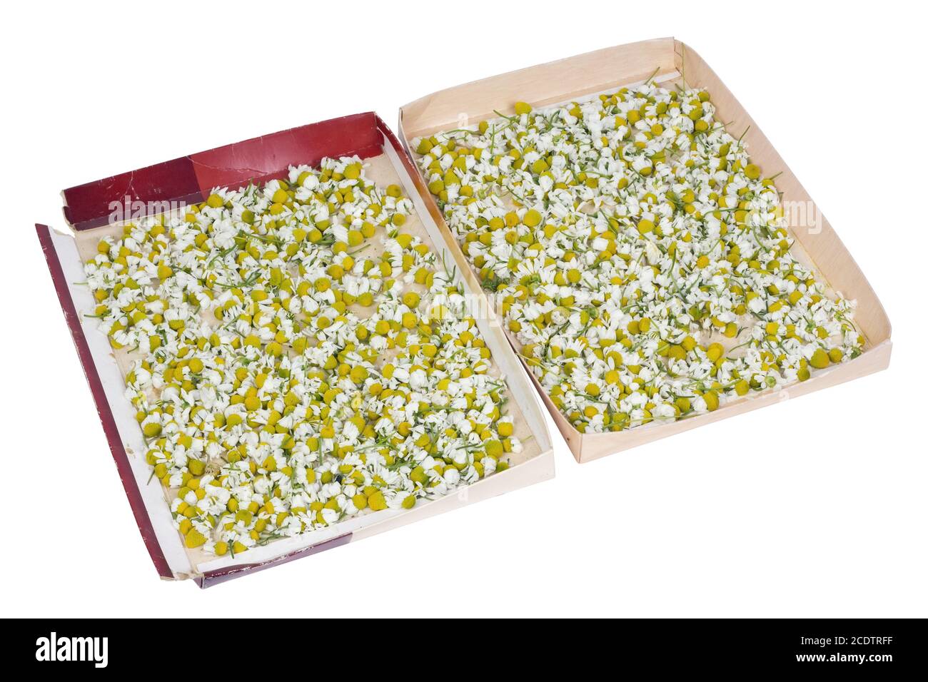 Un jardinier pauvre sèche des fleurs de pâquerettes médicales dans des boîtes en carton sous les bonbons Banque D'Images